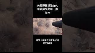 美國野豬泛濫許久，每年損失高達十億美元#shorts