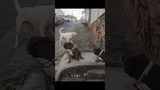 Dog Confrontations 2 💀