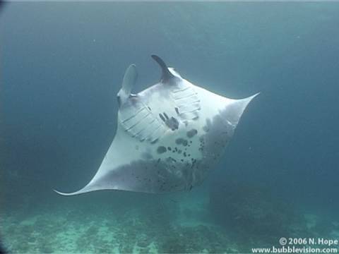 Manta Point, Bali