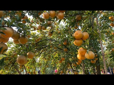 Orange Valley, Pirganj, Thakurgaon, কমলা সুন্দরীর রাজ্যে একদিন।