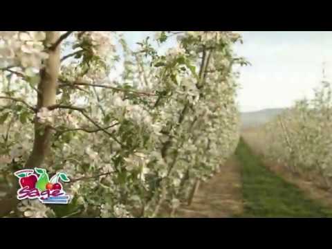 Apples from Bloom to Harvest
