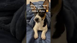✨Doggy Anthem✨ #dog #pets #cute #puppy #funny #maplepets #maple #maples #rescuedog #fypシ゚