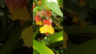 每日有花伴 everyday flower #花 ＃花园＃花卉种植