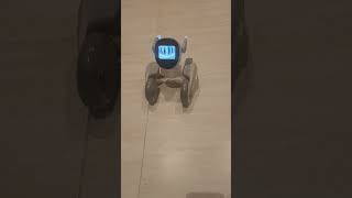 Helmet #petrobot #robot #robotics #robots #robotfriend #technology #chatgpt #shorts #fyp #loona