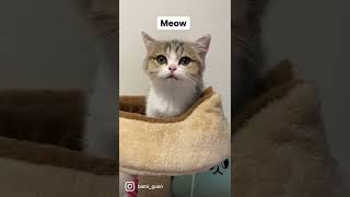 Cat's Meowing Compilation