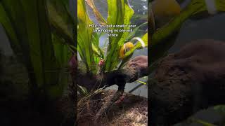 betta vs snail #fish #betta #aquariumfish #bettafish #explore #aquarius #snail #snails #shorts #fyp