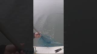 tamales bay halibut!! #shorts #funfishing #livebait_fishing #tomalesbay #funfishing #greatday