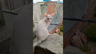 #shorts #trending #short #viral #ytshorts #cute #viralcat #cat #funny #comedy @cheetosimba 🤍