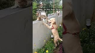 pweez.. pweez... play with me#roger #Megumi # retriever pup #dog videos # tuckerbudzyn