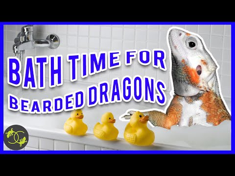 How To Bathe A Bearded Dragon - Giving Your Beardie a Bath - Cookies Critters - 2020