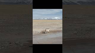 Lone Wolf Strikes: A Life-and-Death Chase with the Tibetan Antelope  #wildlife #animals #shorts