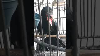 hasil penjinakan burung tuwu liar