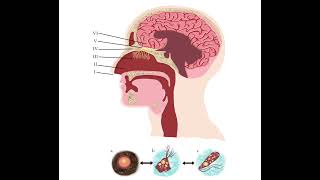 PSA for primary amebic meningoencephalitis (PAM)