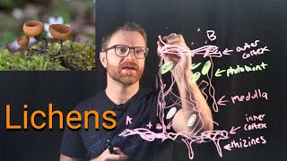 Lichens Are Wild!