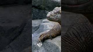 The Deadly Bite of the Komodo Dragon! #wildlife #wildlifeshowdown  #animals #epicwildlife #wildcats