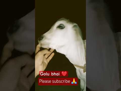 #song #sorts #love #devotionalsongs #live #funny #lifeisbutadream #viralvideo #cow