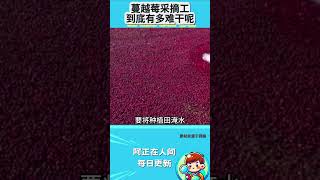 蔓越莓采摘工到底有多难干呢？