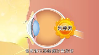 維持家人眼睛健康，葉黃素與相關營養素