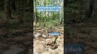 Duck tries to join the herd, but the resident duck is not satisfied. Get out of here! #ducks #drake