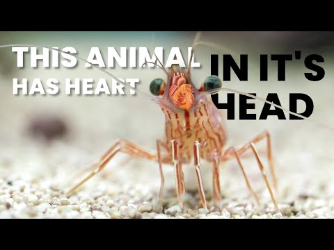 This Animal Has HEART In Its HEAD