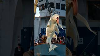 Seacreatures Attack #shorts #fishing #seacreatures