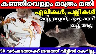 കഞ്ഞിവെള്ളത്തിൽ ഇങ്ങനെ ഒറ്റിച്ചാൽ പല്ലി എലി പാമ്പ് വംശ പരമ്പര തന്നെ നശിക്കും #powerfullizardrepllent