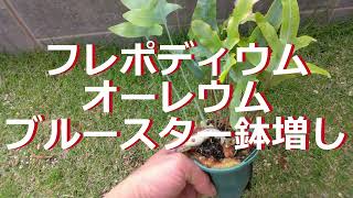 1年で鉢パンパン（フレボディウムオーレウムブルースター）