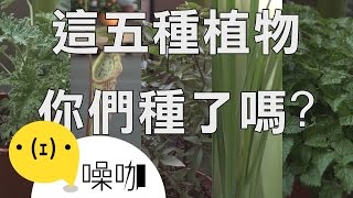 蚊子不要來！種這些植物就能防蚊