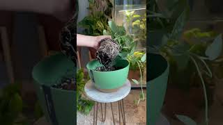 Satin Pothos: It was slow to root at first during propagation, but now it’s growing much faster.
