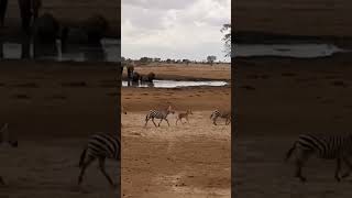Still wondering what happened 🤔  Did they spot something? #amazingwildlife #subscribetomychannel