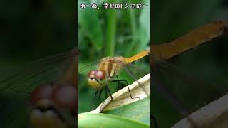 にらめっこしましょ！、【ある風景】 #未来遺産 #昆虫 #そこにある自然 #ダボさんtv #トンボ#アキアカネ#insect