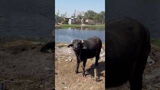 गांव का जीवन #shorts #trending #village #cow #river #water #jhopdi #uple #life # #kpop #thedreamers