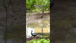Peacock 🦚/ मोर ❤️🌿 #nature #viralvideo #travel #maharashtraforestdepartment #forestguard #explore