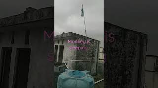 Sleeping monkey #shorts Sote huye bunder ka video #shorts Monkey is like a human #shorts