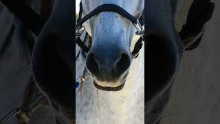 Zoom sur Valeroso ✨️Cheval à vendre PRE PP, entier, dressé haute école 🫶 #avendre #chevalavendre