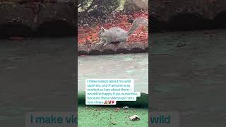 #squirrel #lowviews #cutesquirrel  #cuteanimal #wildsquirrel #backyard