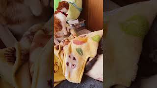 猫が猫をよりそう姿 #cat #ねこのいるくらし #ねこ動画 #shorts