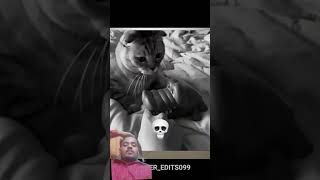 subscribe please 🙏 #cat #animals #funny #memes #usacontent #edit