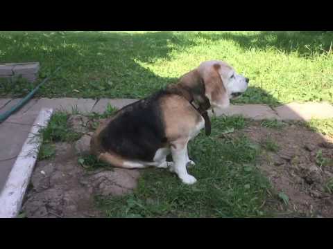 Tusa the Stray Cat Eating! | Usya the Beagle
