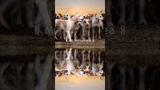 Dogs quality #shorts #motivation #youttubeshort #sucess #mantras #mmotivation #yytshort #yytshorts
