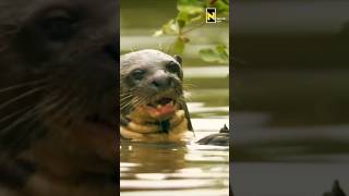 How is River Otter catching fish | Nation Geo  #animalplanet #natgeowild #riverotter #otter