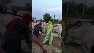 ।।gau mhari puja , gau hai mata ।। #viral #religion #harekrishna #viralvideo #viralshorts #vlog