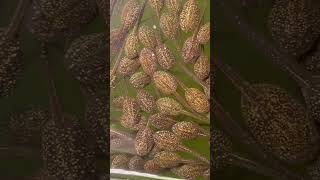 Raising a Frog army month 4 update #frogarmy #tadpoles #frogs #frogspawn