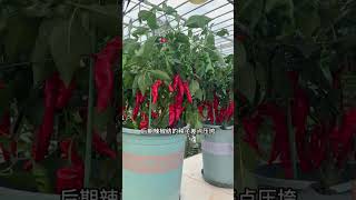 #骨粉 又叫开花粉，能够让植物开出更多的花苞，这样结的果实才会多#三农 #我的小菜园