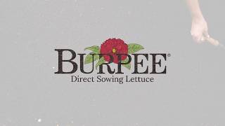 How to Direct Sow Lettuce Seeds