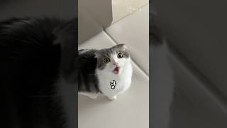 This Is Why Cats Meow at Humans!