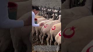 Applying Red Marking Stamps on Sheep for Easy Identification