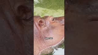 Hippo's Tips: A Unique Adventure  #petlovers #petpals #petparenting #breakthestereotype  #petchannel
