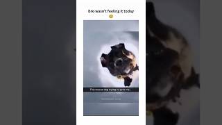 dogs being idiots part 206 #cutegolden #funny #funnypets #pets #petvideos #funnydogs #funnyanimals