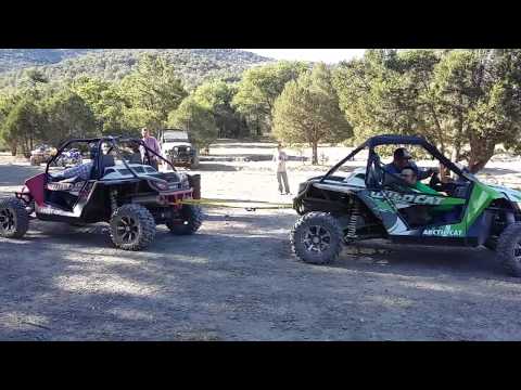Wild Cat vs Wildcat Tug of war